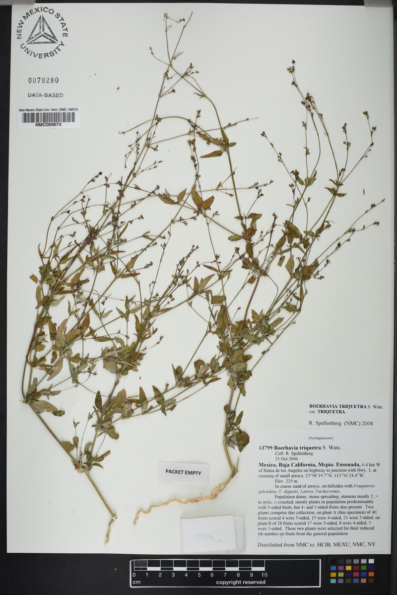 Boerhavia triquetra var. triquetra photo 3