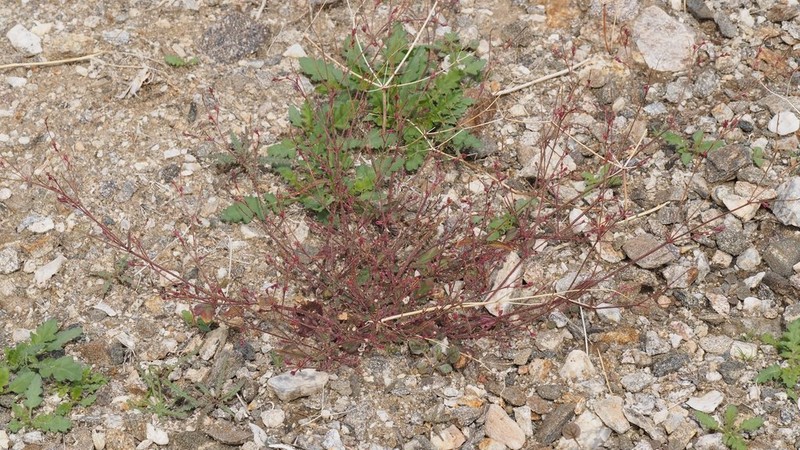 Largebract Spiderling photo 2