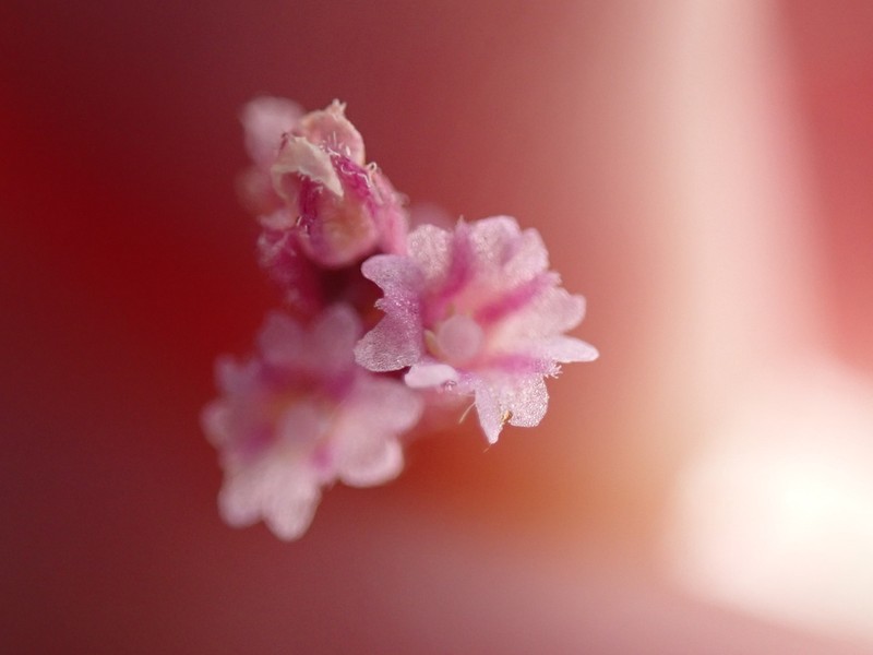 Largebract Spiderling photo 3