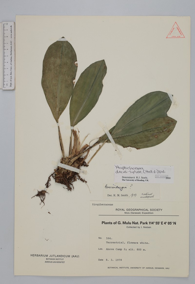 Boesenbergia decus-silvae