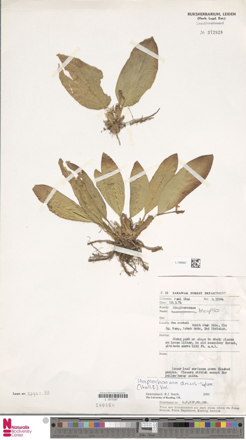 Boesenbergia decus-silvae photo 2
