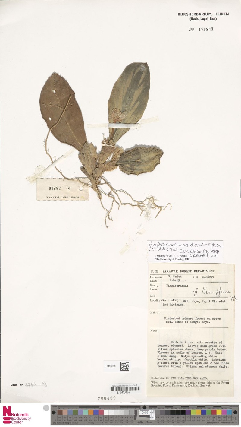 Boesenbergia decus-silvae photo 3