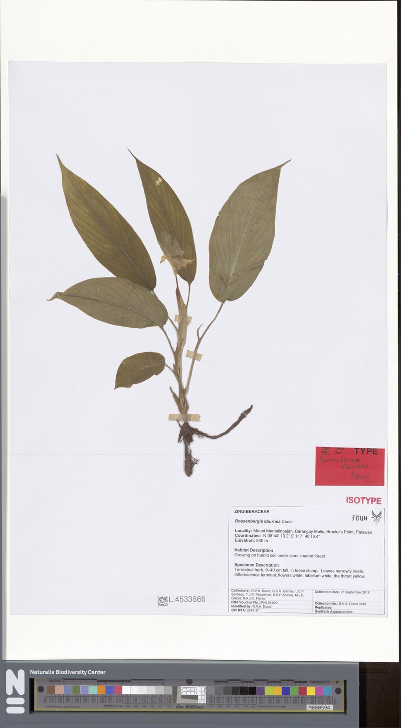 Boesenbergia eburnea