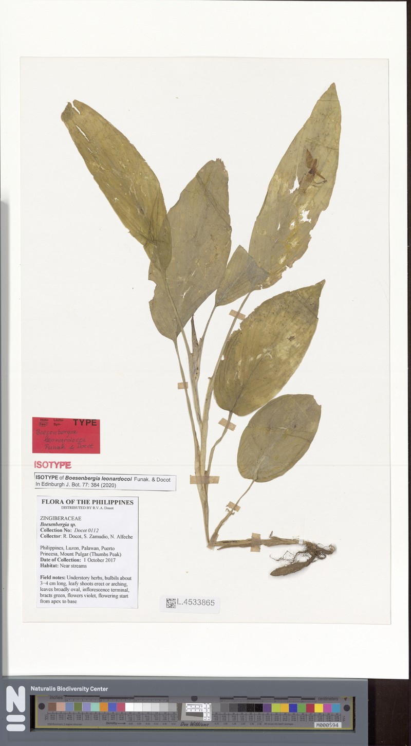 Boesenbergia leonardocoi