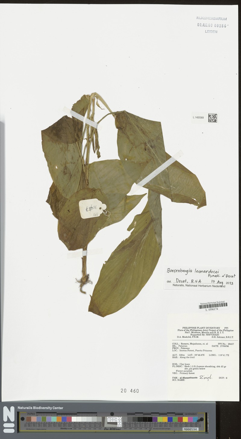 Boesenbergia leonardocoi photo 2