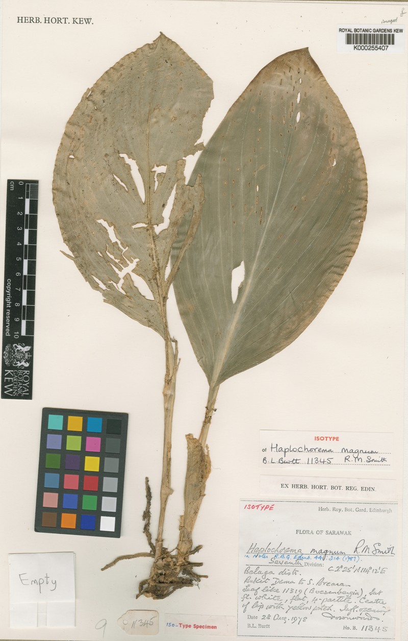 Boesenbergia magna