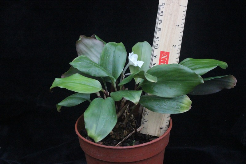 Boesenbergia pauciflora