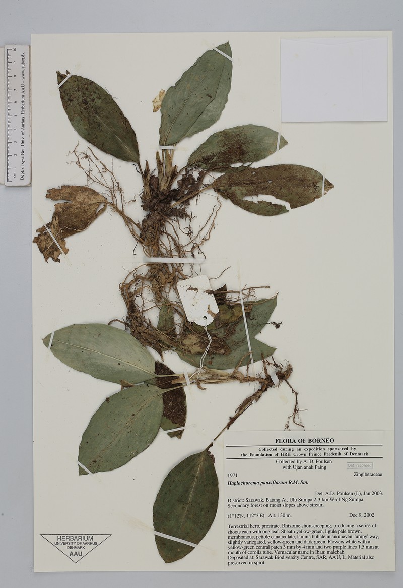 Boesenbergia pauciflora photo 2