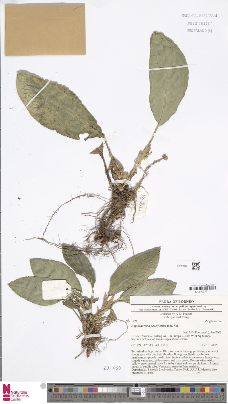 Boesenbergia pauciflora photo 3
