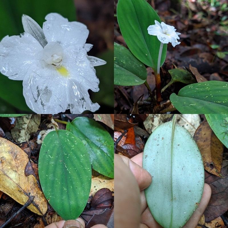 Boesenbergia uniflora