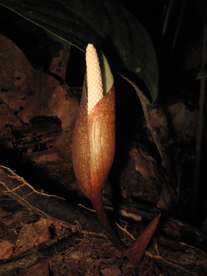 Bognera recondita