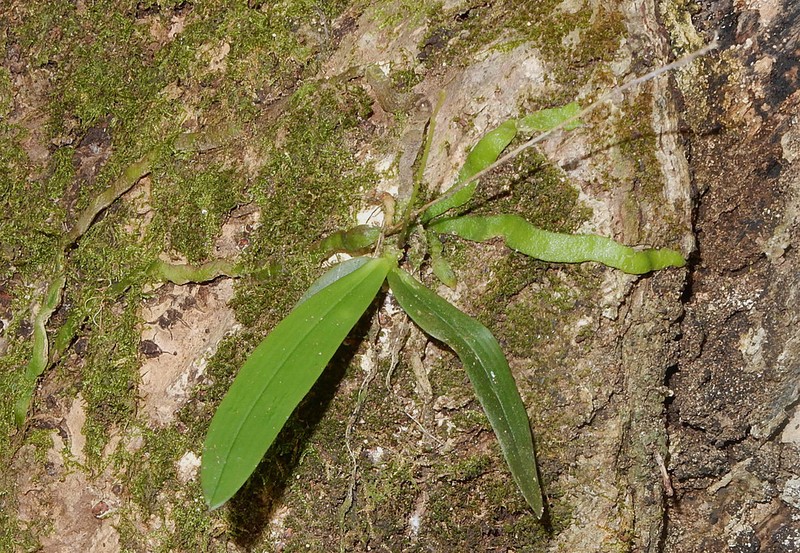 Bogoria godeffroyana