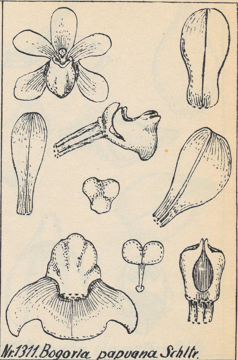 Bogoria papuana