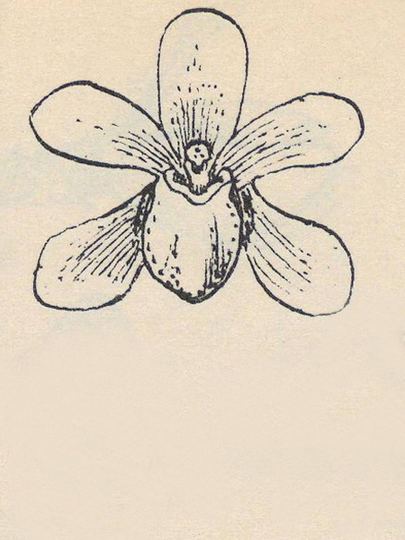 Bogoria papuana photo 2