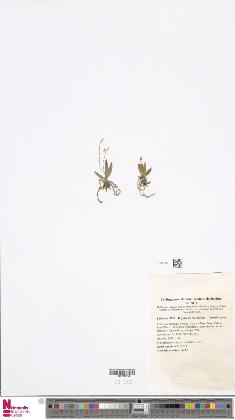 Bogoria raciborskii