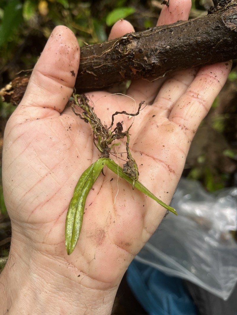Bogoria robertsii