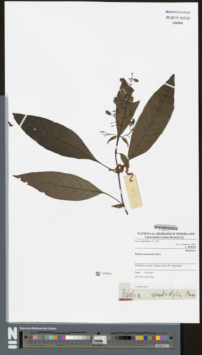 Boholia nematostylis photo 2