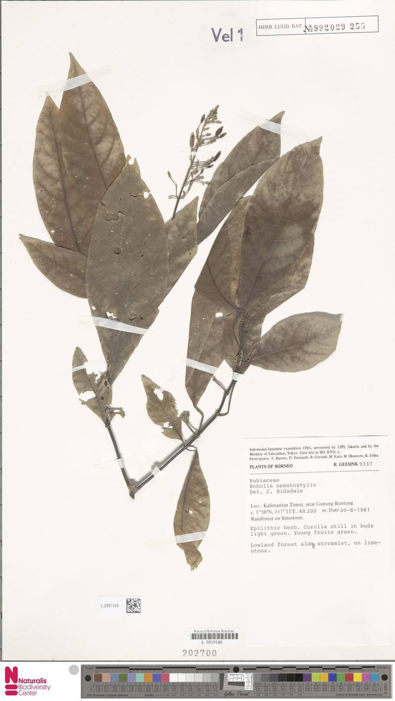 Boholia nematostylis photo 3
