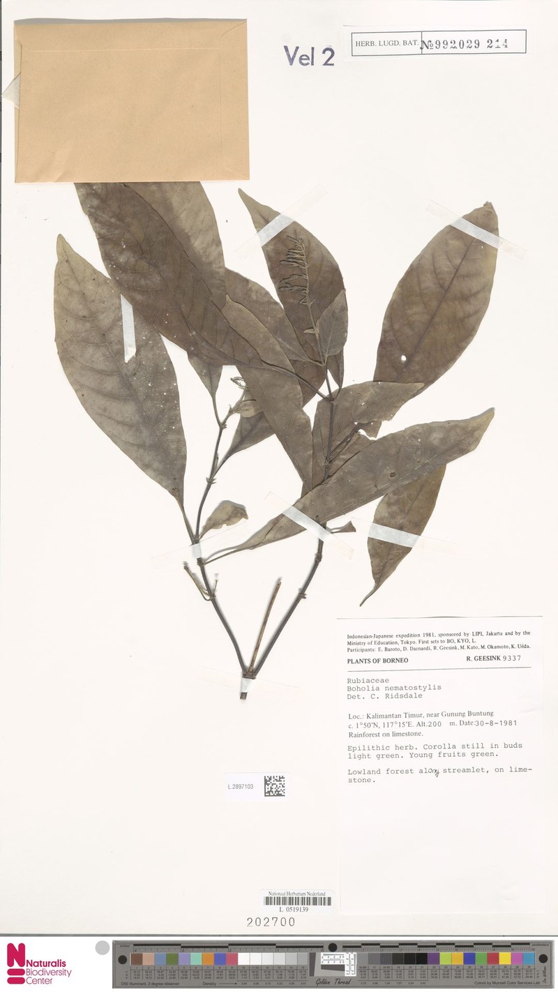 Boholia nematostylis photo 4
