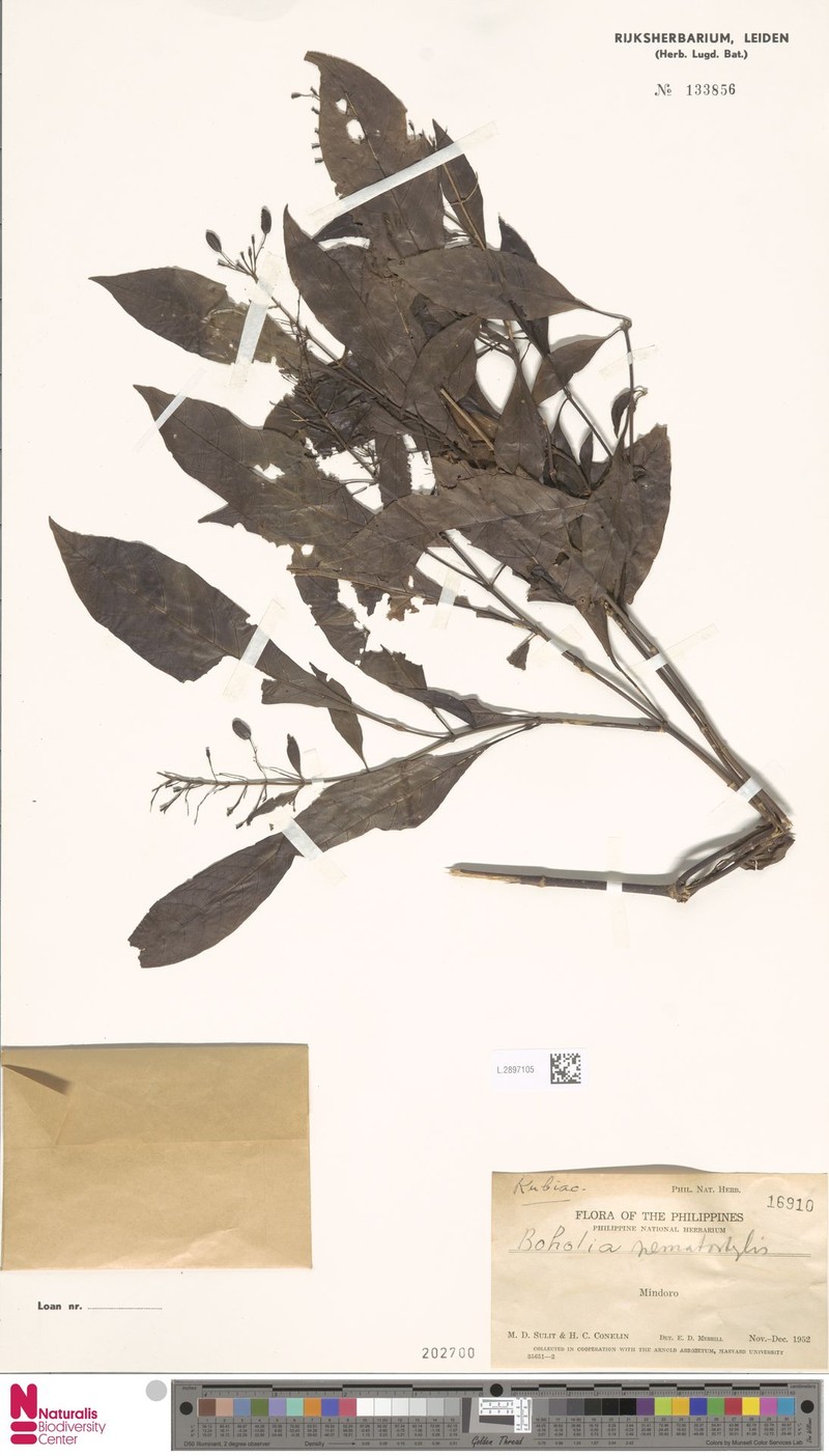 Boholia nematostylis photo 5