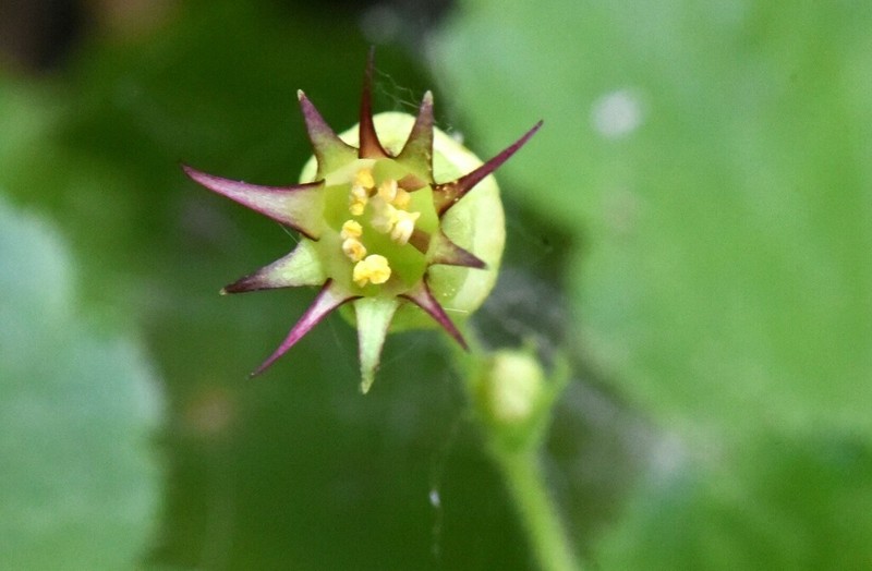 Sierra False Coolwort photo 2