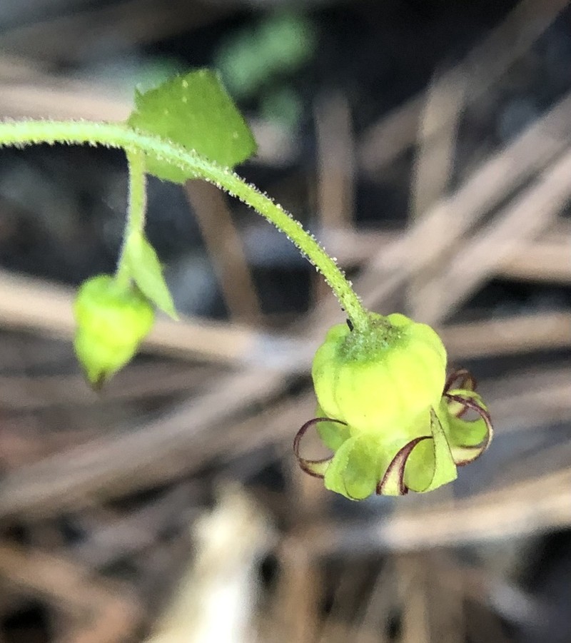 Sierra False Coolwort photo 3
