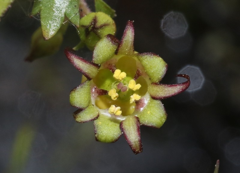 Sierra False Coolwort photo 4