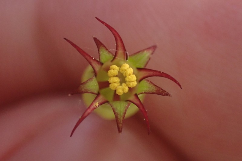 Sierra False Coolwort photo 5