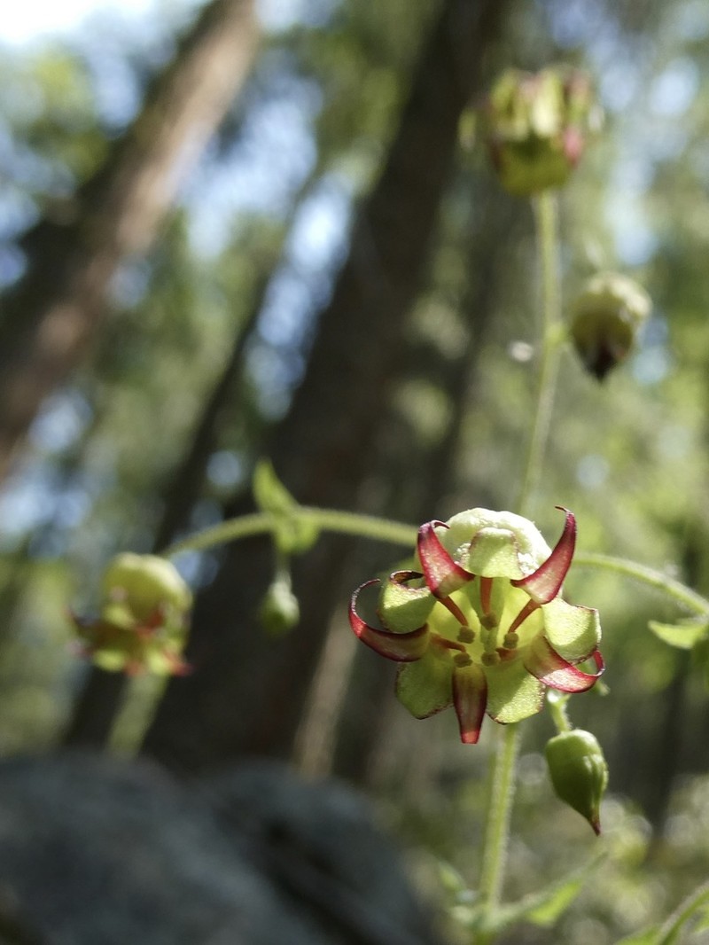 Sierra False Coolwort photo 6