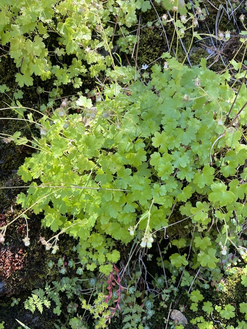 Sierra False Coolwort photo 7