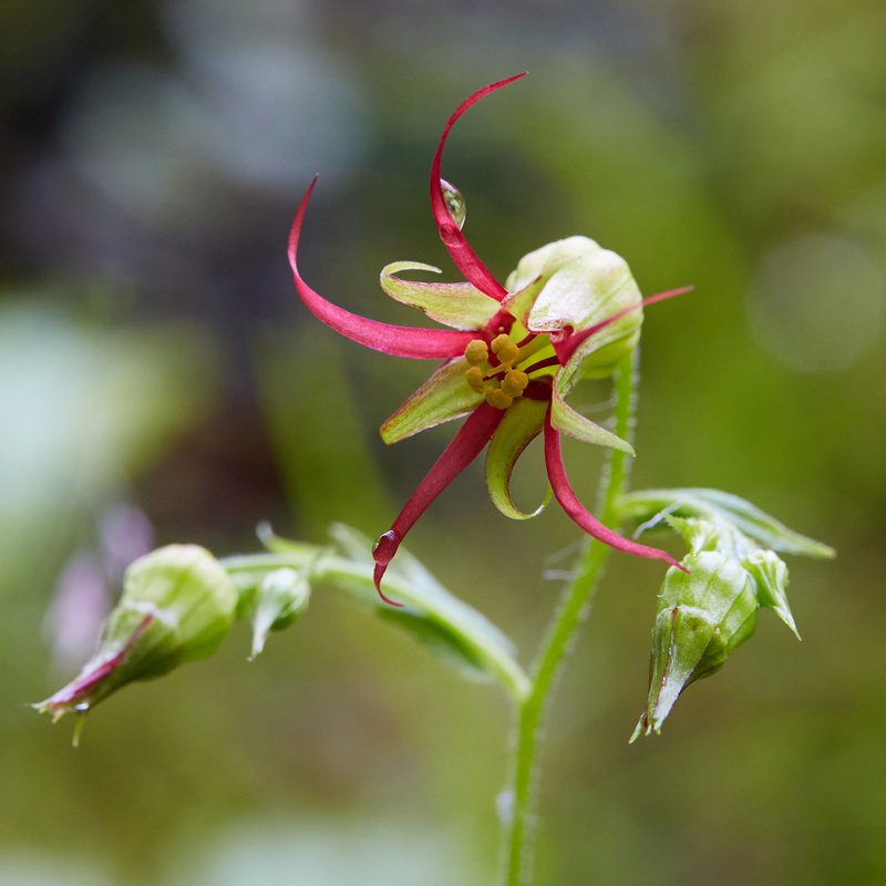 Northern False Coolwort
