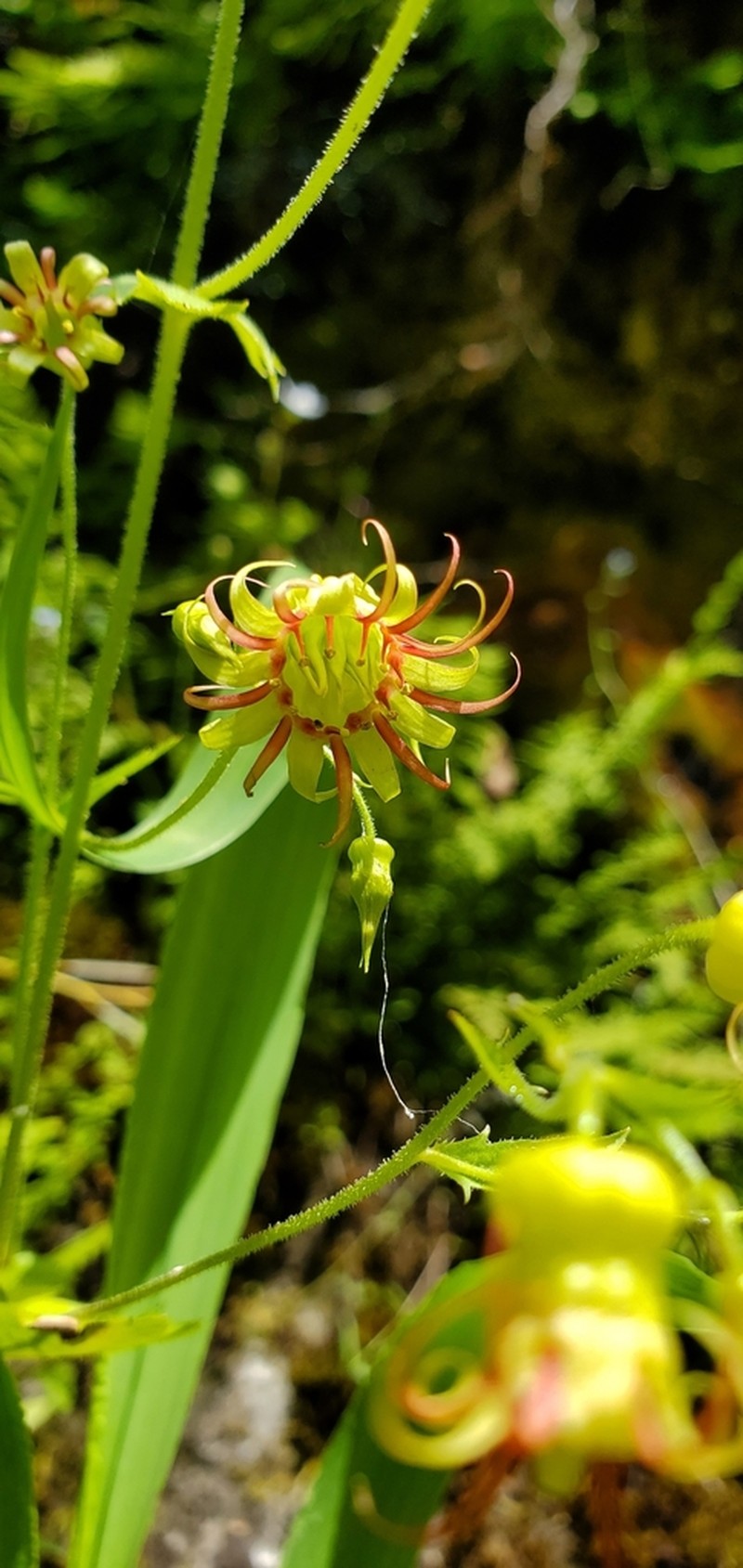 Northern False Coolwort photo 2