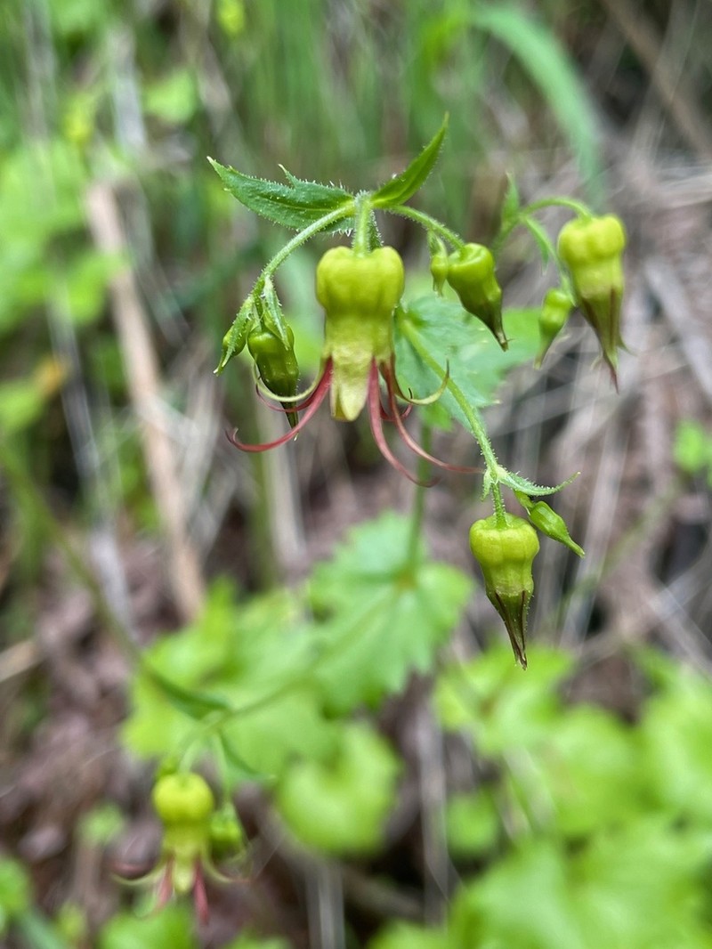 Northern False Coolwort photo 4