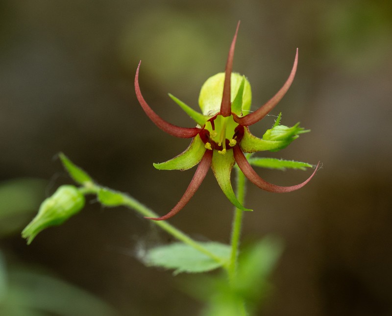 Northern False Coolwort photo 5