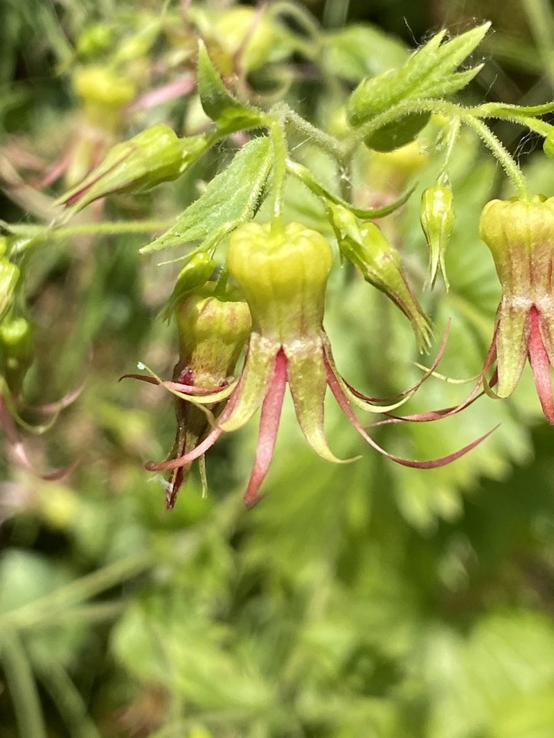 Northern False Coolwort photo 6