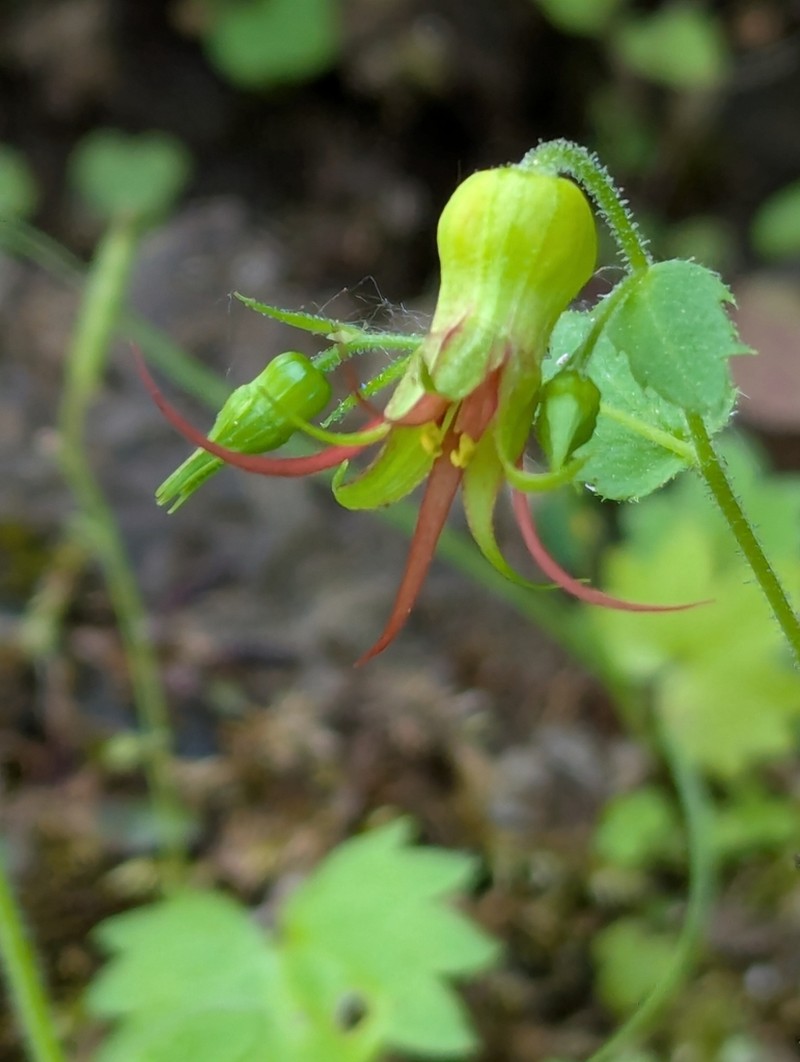 Northern False Coolwort photo 7