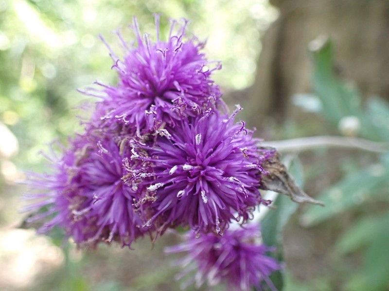 Bolanosa coulteri