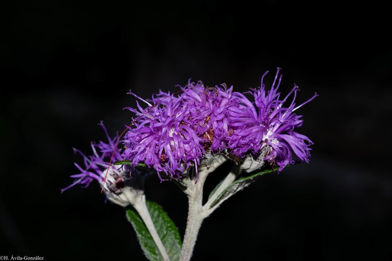 Bolanosa coulteri photo 4
