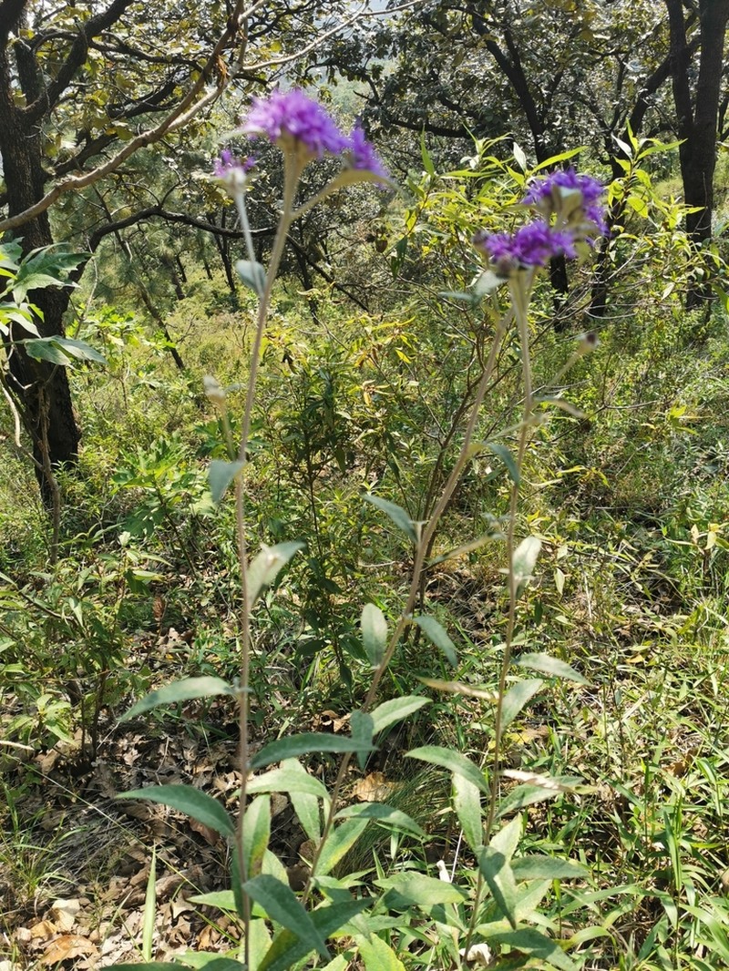 Bolanosa coulteri photo 5