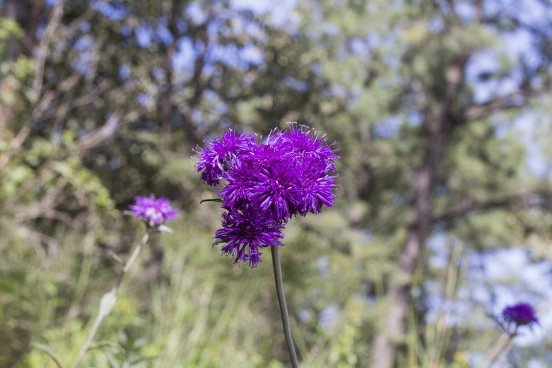 Bolanosa coulteri photo 7