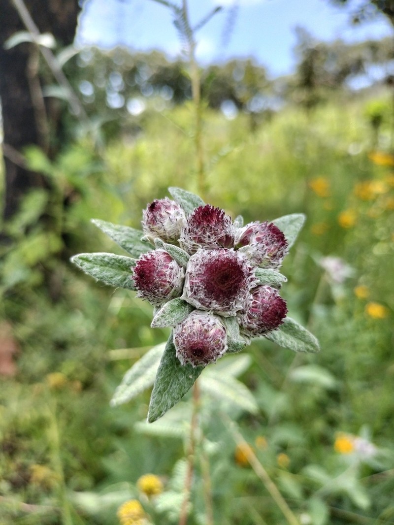 Bolanosa coulteri photo 8