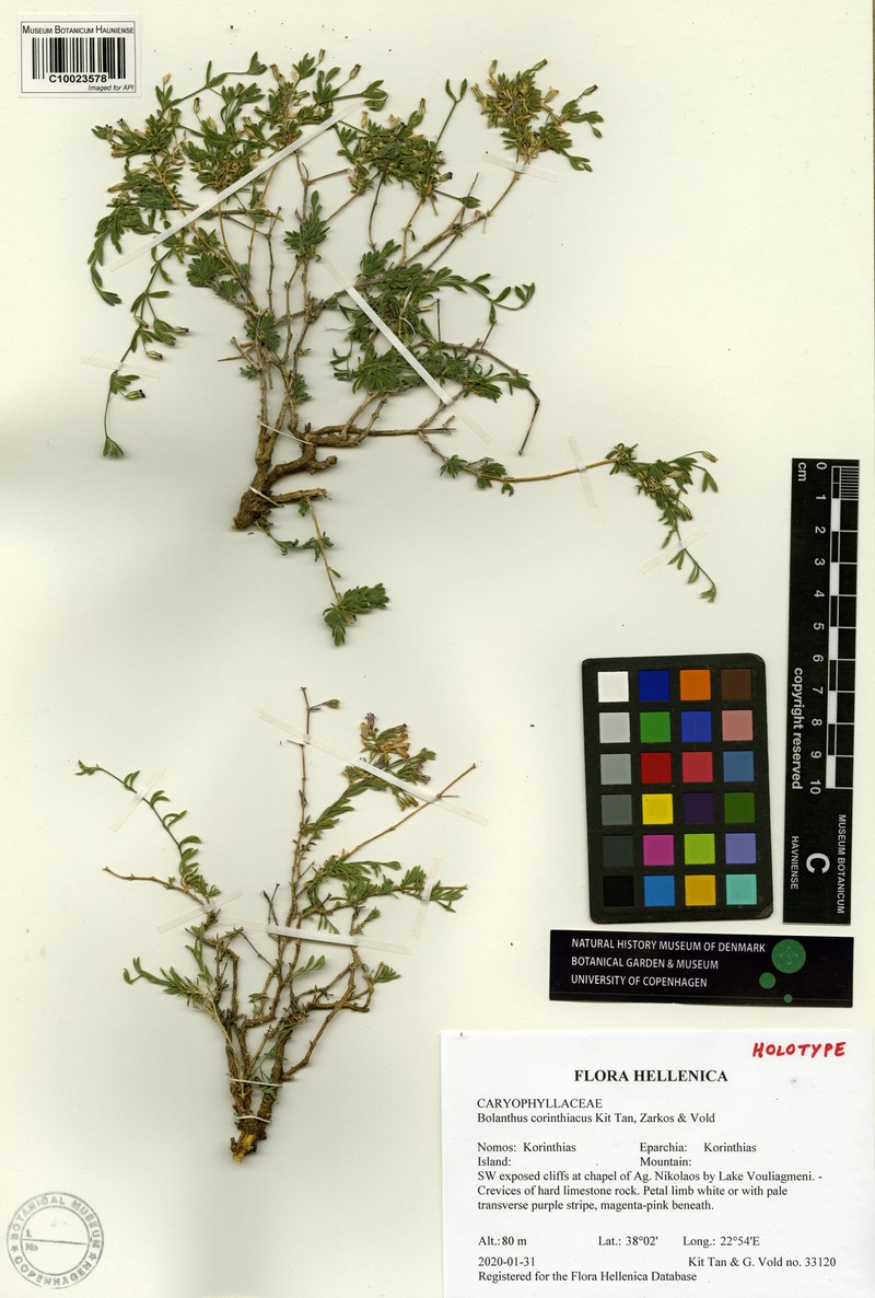 Bolanthus corinthiacus photo 3