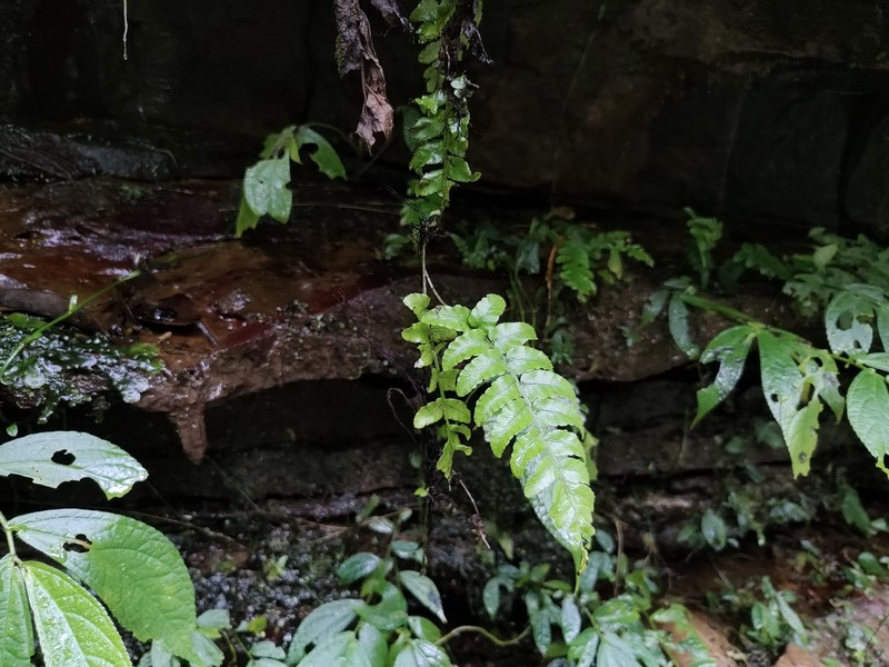 Bolbitis × laxireticulata