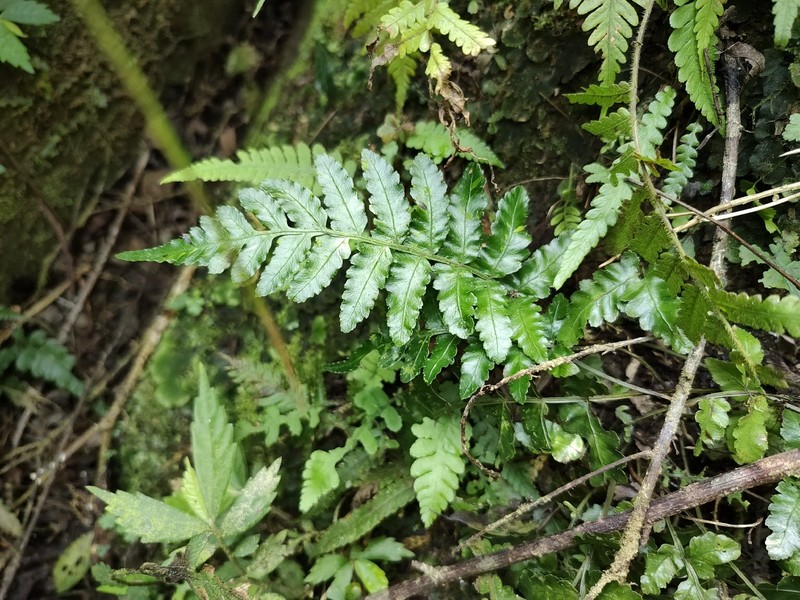 Bolbitis × laxireticulata photo 3