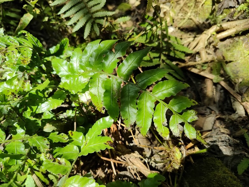 Bolbitis × laxireticulata photo 4