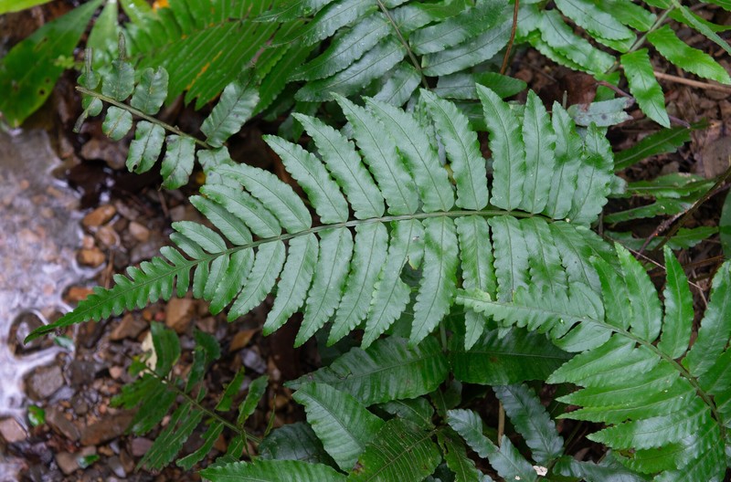 Bolbitis × nanjenensis