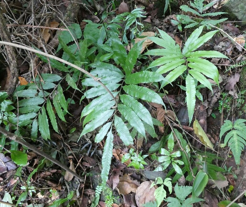 Bolbitis acrostichoides