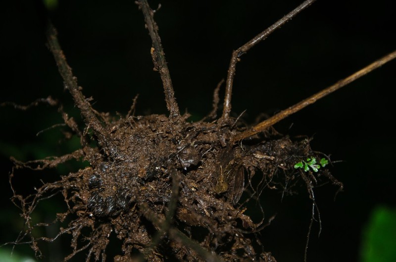 Bolbitis acrostichoides photo 3