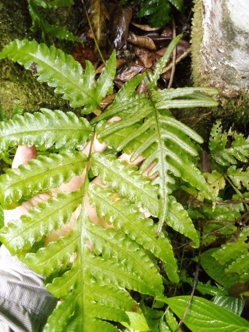 Diamond Creepingfern