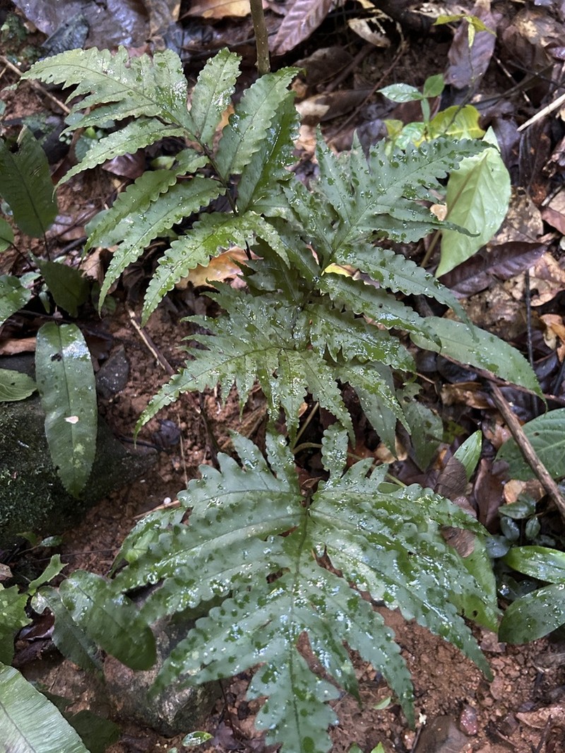 Diamond Creepingfern photo 2